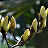 Magnoliae Biondii Pamp