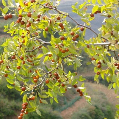 Sperme Ziziphi Spinosae
